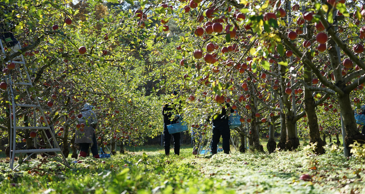 岩渕ファームのりんご栽培 Apple cultivation story