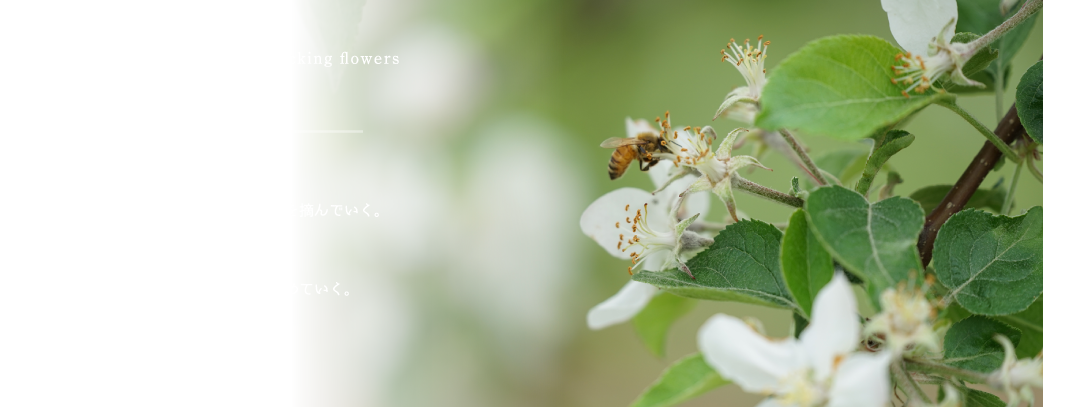 Spring Pollination / Picking flowers 春 受粉・摘花